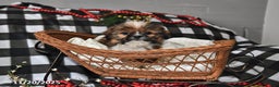Shih Tzu dogs for sale: Denver - Ad 2