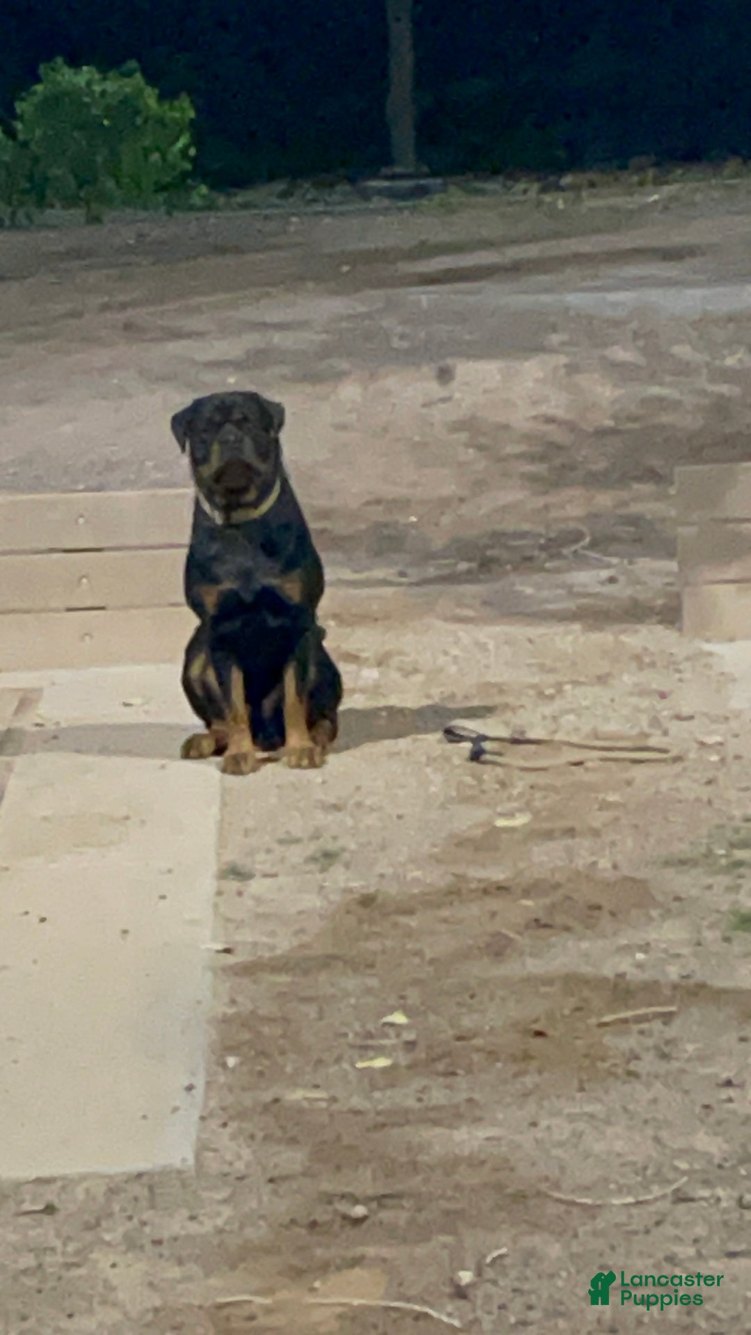 Rottweiler dogs for sale: 5th Pick Female - Ad 12