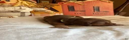 Bloodhound dogs for sale: Teal collar female  - Ad 4