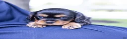 Cavalier King Charles Spaniel dogs for sale: Waldo - Ad 4