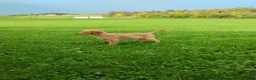 Golden Retriever dogs for sale: Goldie - Ad 3