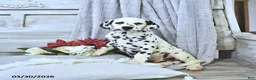 Dalmatian dogs for sale: Ryder - Ad 2