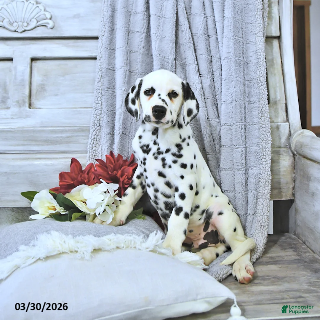 Dalmatian dogs for sale: Ryder - Ad 2