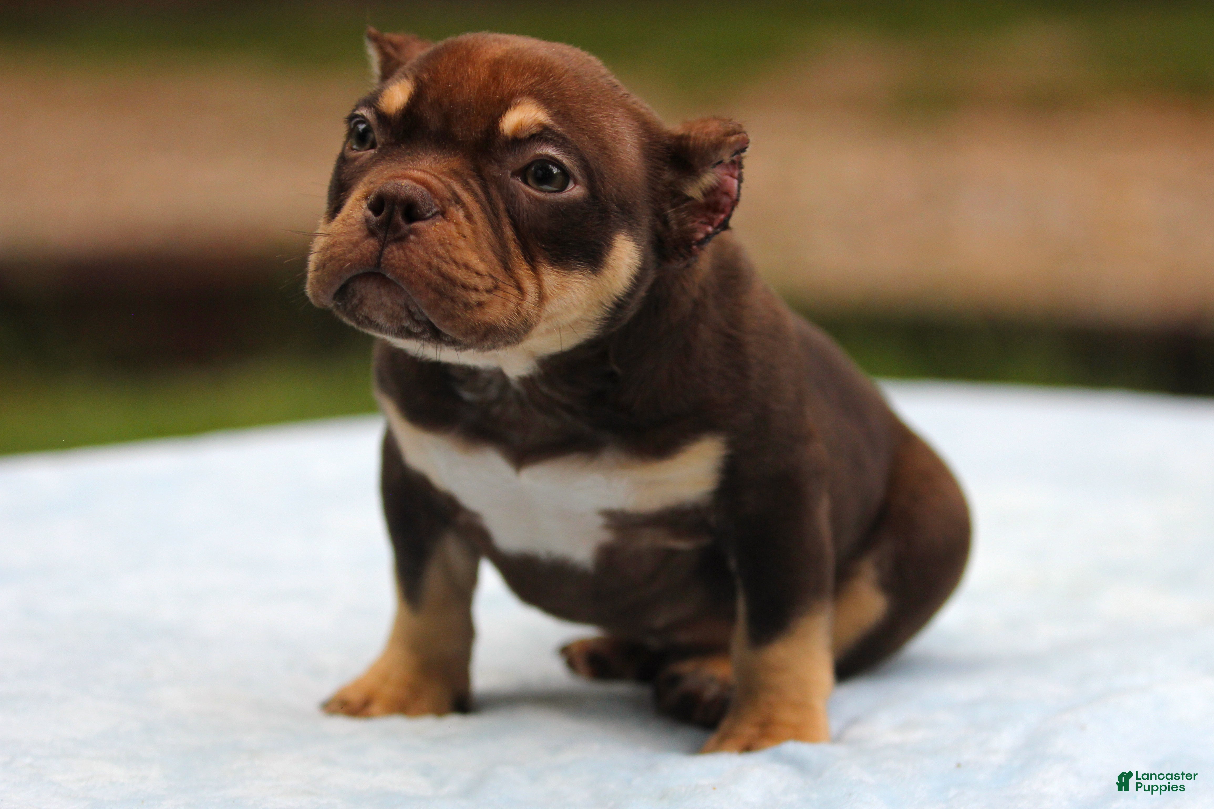 American Bully dogs Chocolate Tri Male - Ad 2