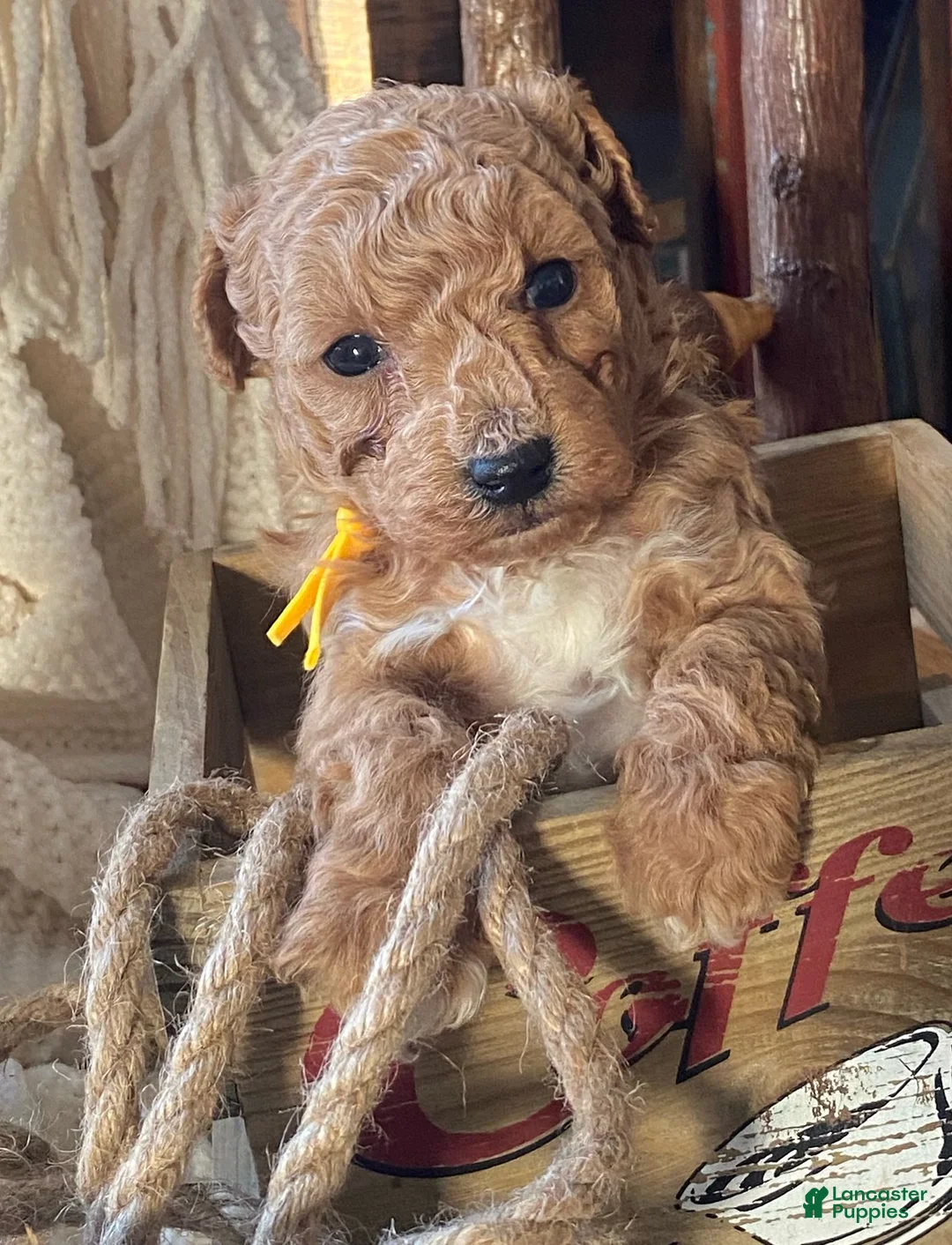 Toy Poodle dogs for sale: LITTLE JUNIOR  - Ad 9