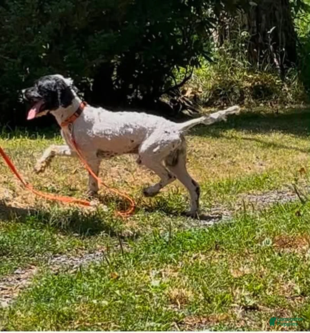 Cockapoo dogs for sale: Cockapoo 1 - Ad 1