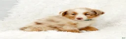 Australian Shepherd dogs for sale: Rio - Ad 8