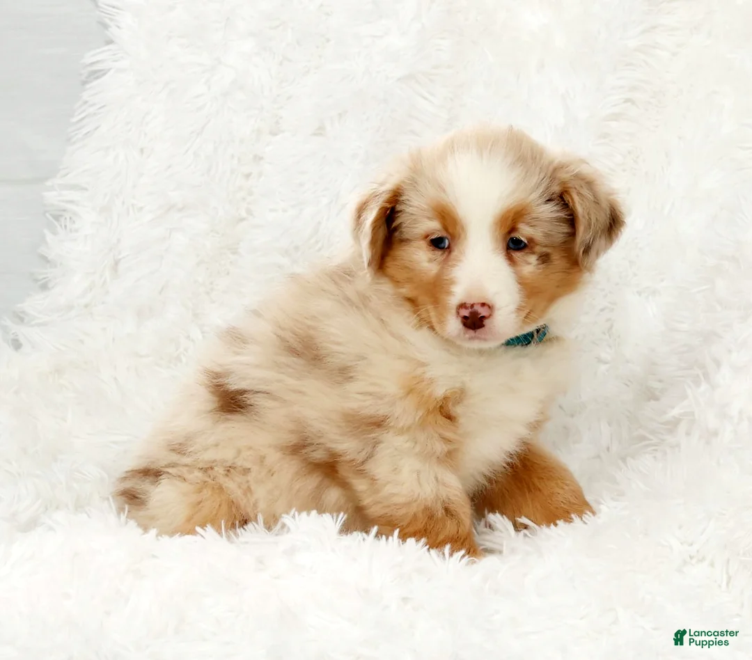 Australian Shepherd dogs for sale: Rio - Ad 8