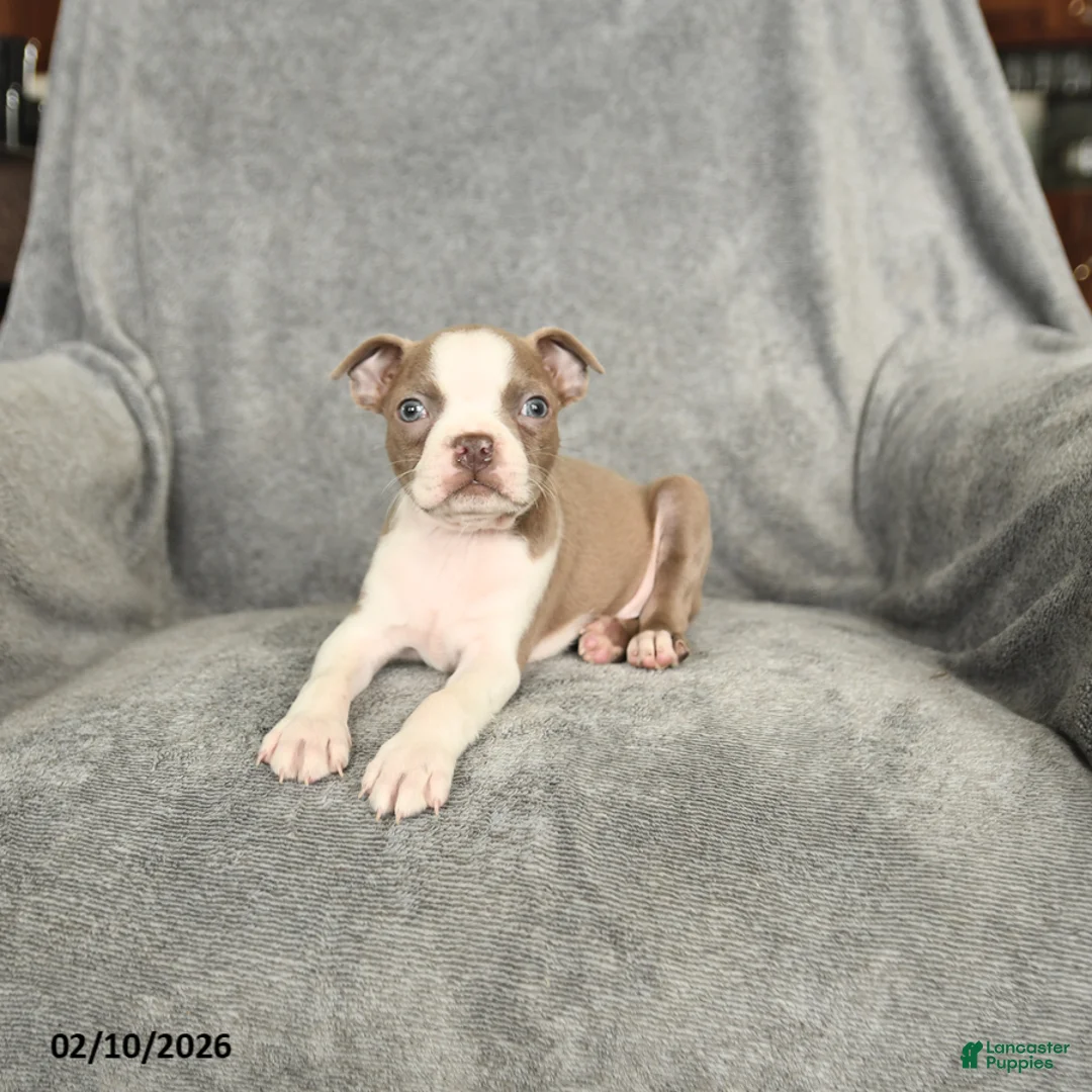 Boston Terrier dogs for sale: Dakota - Ad 4