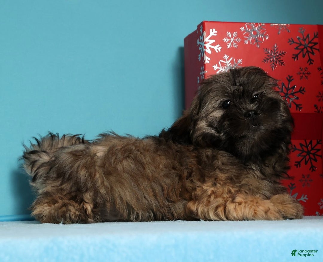 Teddy Bear dogs for sale: Comet - Ad 8