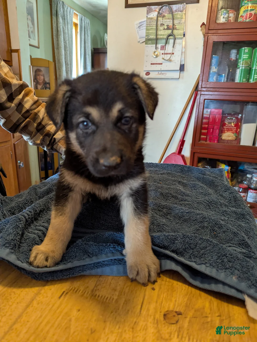 German Shepherd dogs for sale: German Shepherd Puppy 2 - Ad 1