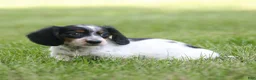 Miniature Dachshund dogs for sale: Duke Miniature Dachshund Puppy  - Ad 1