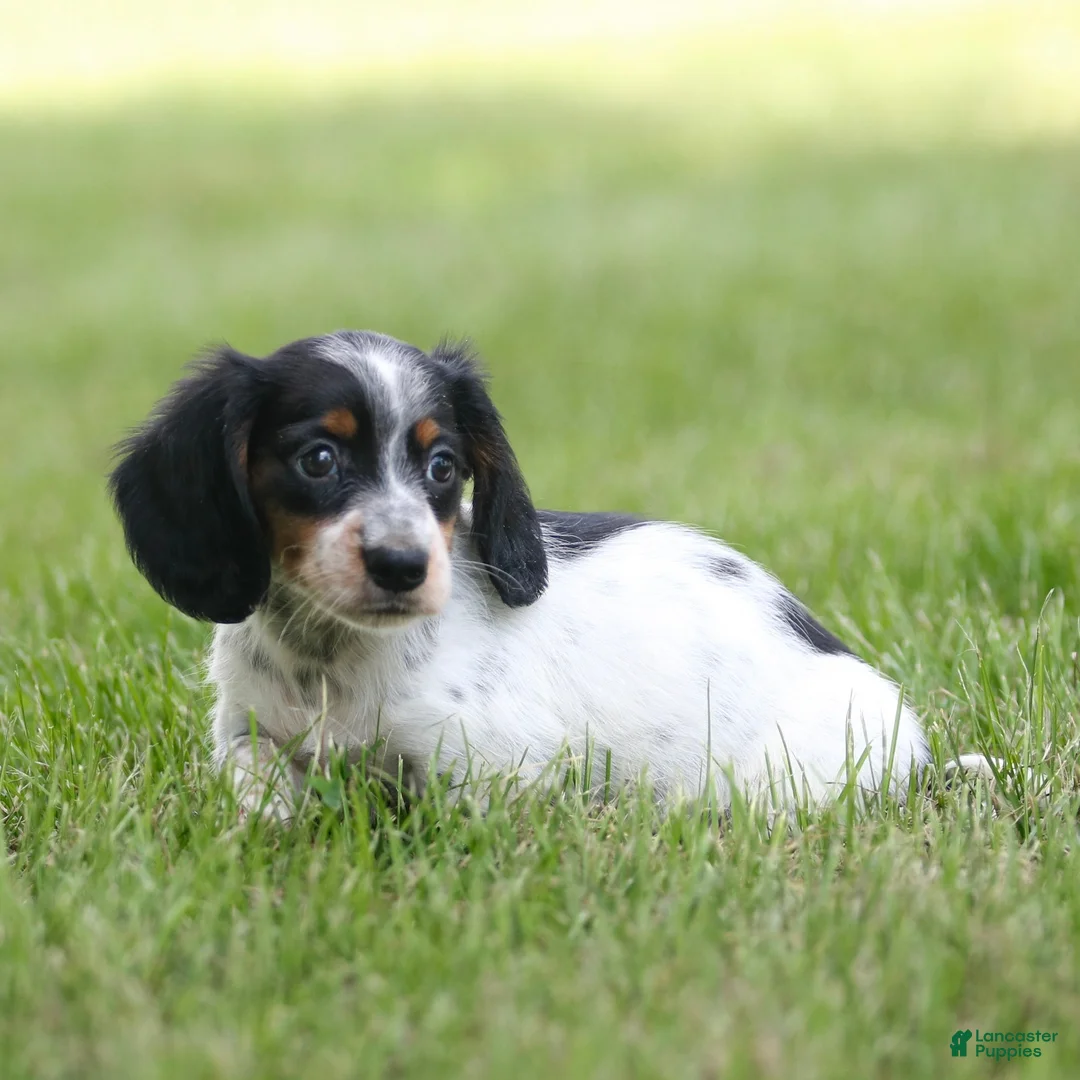 Miniature Dachshund dogs for sale: Duke Miniature Dachshund Puppy  - Ad 1