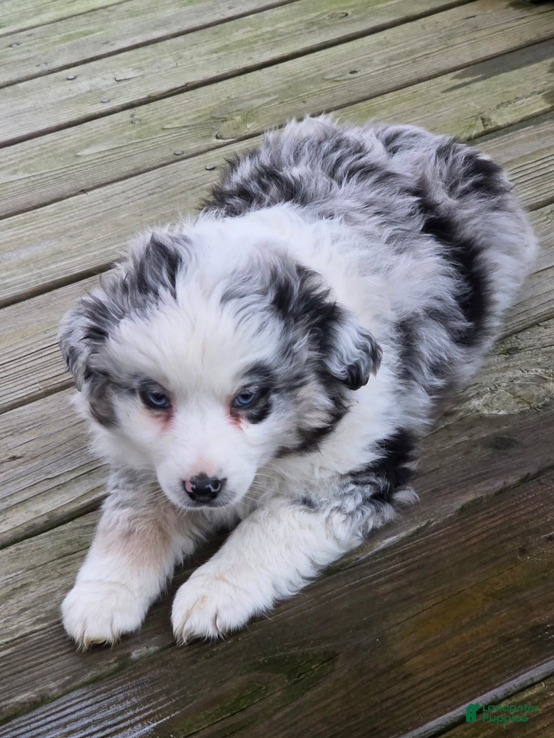 Australian Shepherd dogs for sale: Jasmine - Ad 2