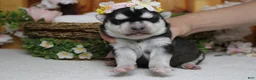 Siberian Husky dogs for sale: Freya  - Ad 8