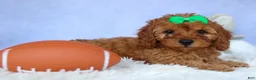 Cavapoo dogs for sale: TRAVIS - Ad 4