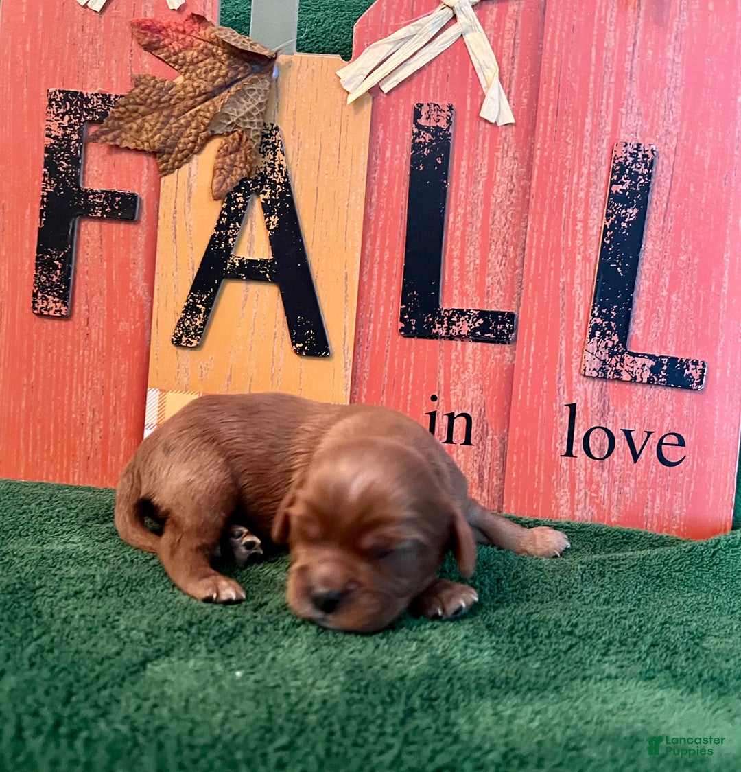 Cavalier King Charles Spaniel dogs for sale: Cavalier King Charles Spaniel Puppy 2- Dasher - Ad 10