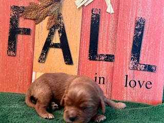 Cavalier King Charles Spaniel dogs - Ad 19