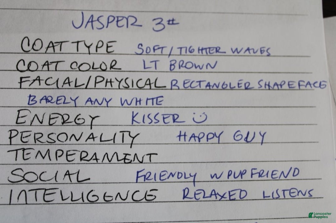 Mixed Breed dogs for sale: CavaPooChon male - JASPER - Ad 5