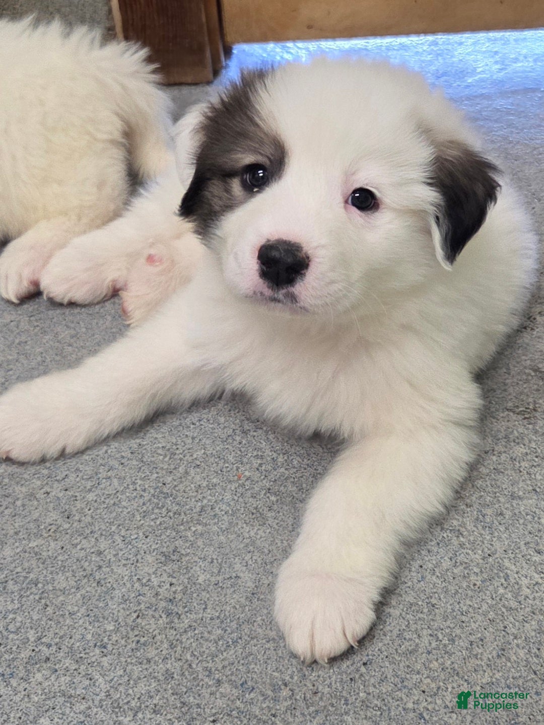 Great Pyrenees dogs for sale: Max - Ad 13