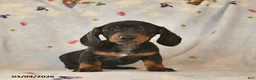 Dachshund dogs for sale: Blossom  - Ad 3