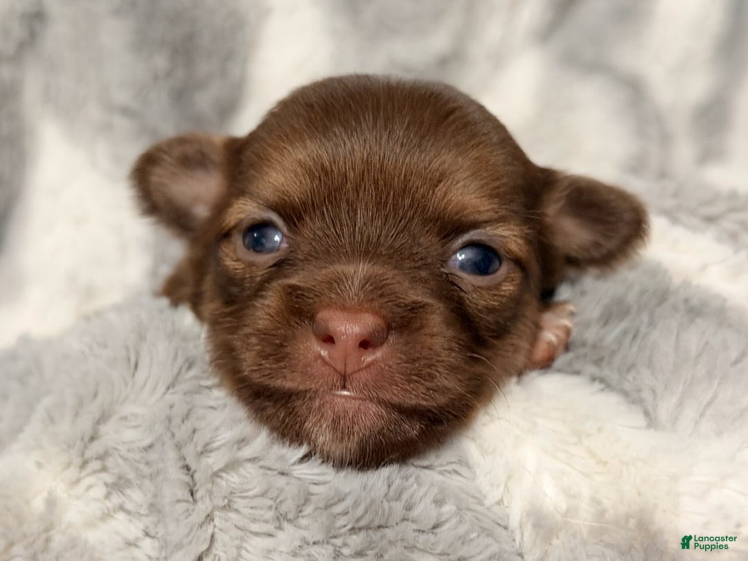 Chihuahua dogs for sale: Bert - Ad 1