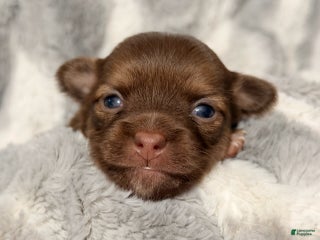 Chihuahua dogs Bert - Ad 2