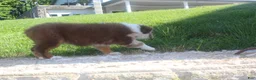 Australian Shepherd dogs for sale: Australian Shepherd Puppy 3 - Ad 5