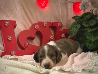 Miniature Dachshund dogs Lindsie - Ad 18