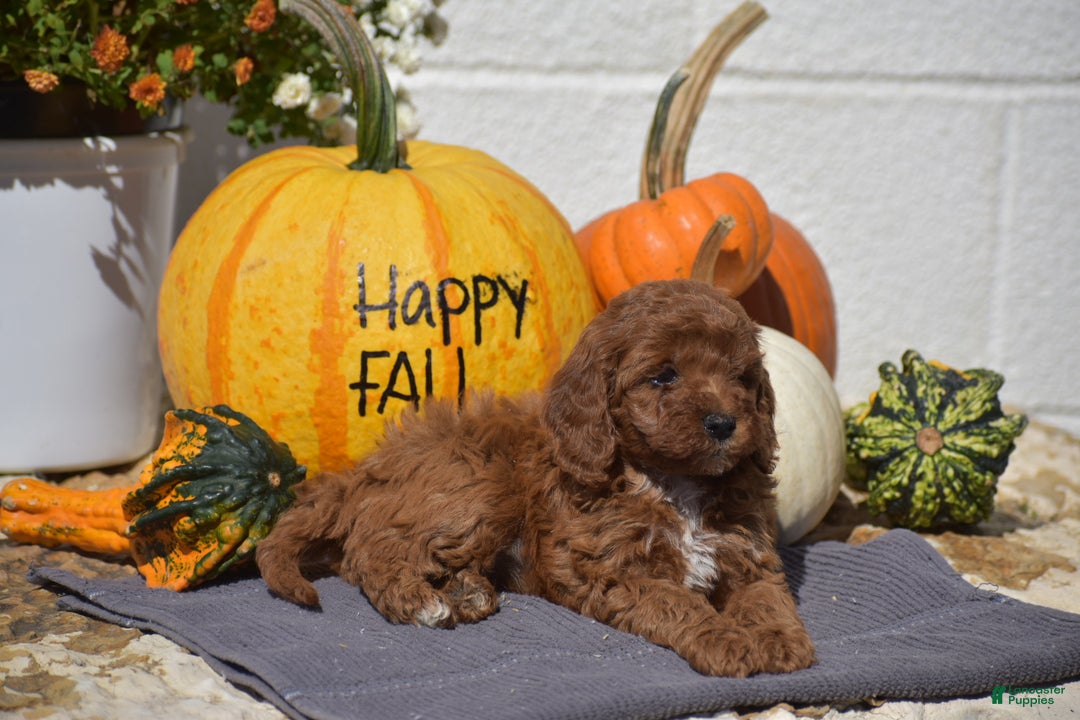 Toy Poodle dogs for sale: Taylor - Ad 10