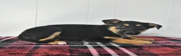 Mixed Breed dogs for sale: Bella   - Ad 3