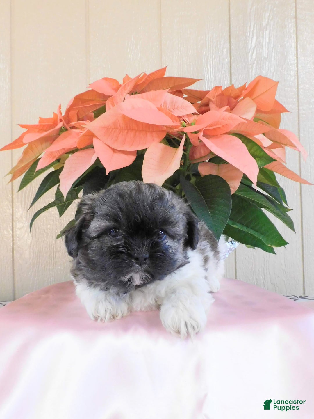 Teddy Bear dogs for sale: Oreo - Ad 3