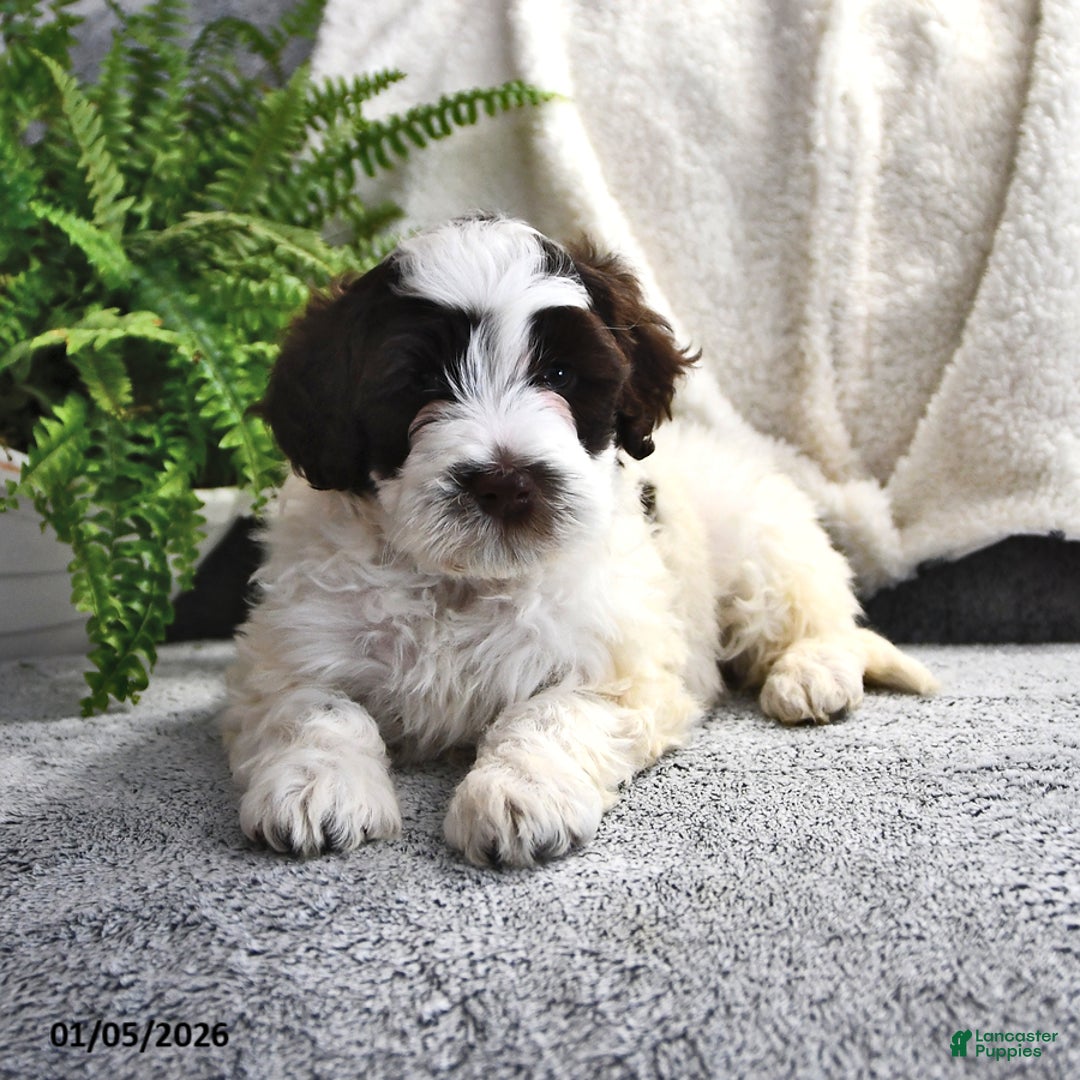 Portuguese Water Dog dogs for sale: Dazzle  - Ad 6