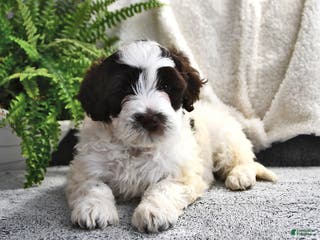 Portuguese Water Dog dogs Dazzle - Ad 9