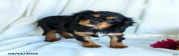 Cavalier King Charles Spaniel dogs for sale: Pansy - Ad 3