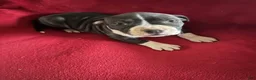 American Staffordshire Terrier dogs for sale: American Staffordshire Terrier 1 - Ad 1