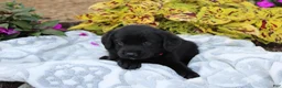 Labrador Retriever dogs for sale: Milo - Ad 3
