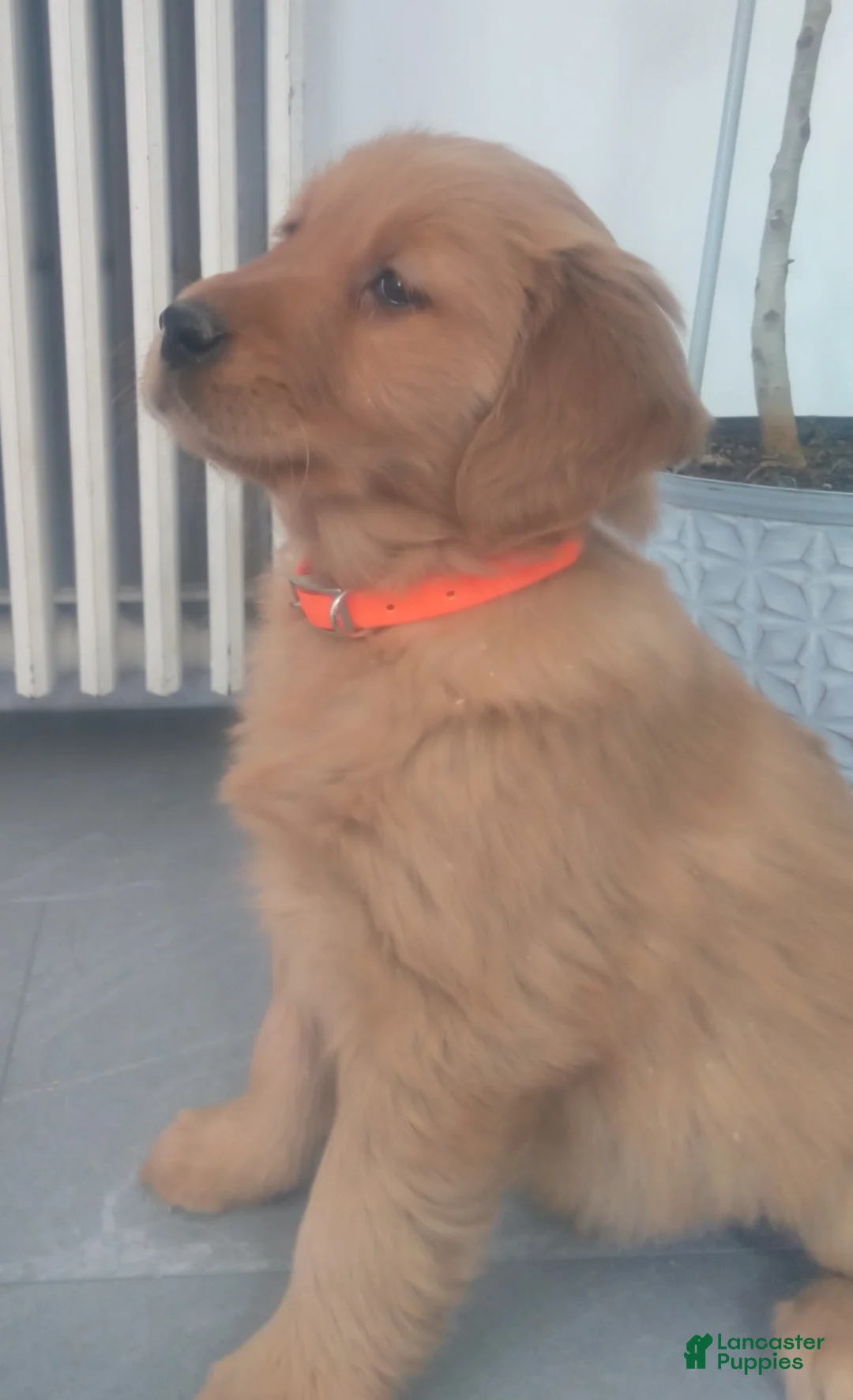 Golden Retriever dogs for sale: Poppy –(orange collar) “Life is a party, and I’m invited!” - Ad 1
