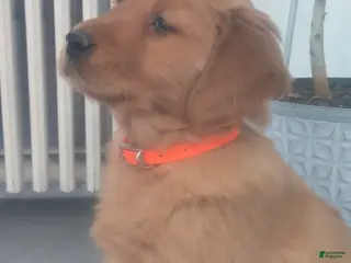 Golden Retriever dogs Poppy –(orange collar) “Life is a party, and I’m invited!” - Ad 11