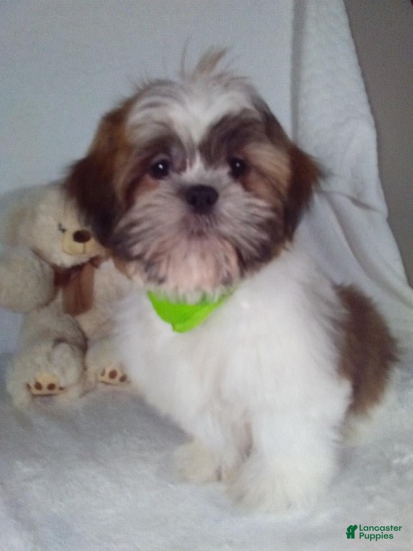 Shih Tzu dogs Hero - Ad 42