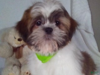 Shih Tzu dogs Hero - Ad 34