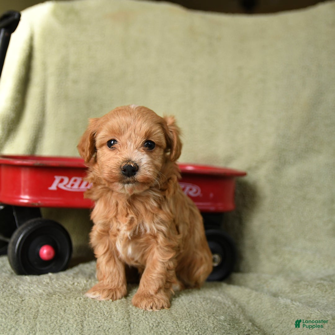 Havapoo dogs for sale: Lula - Ad 4