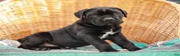 Cane Corso dogs for sale: Jett (Champion Bloodline) - Ad 2