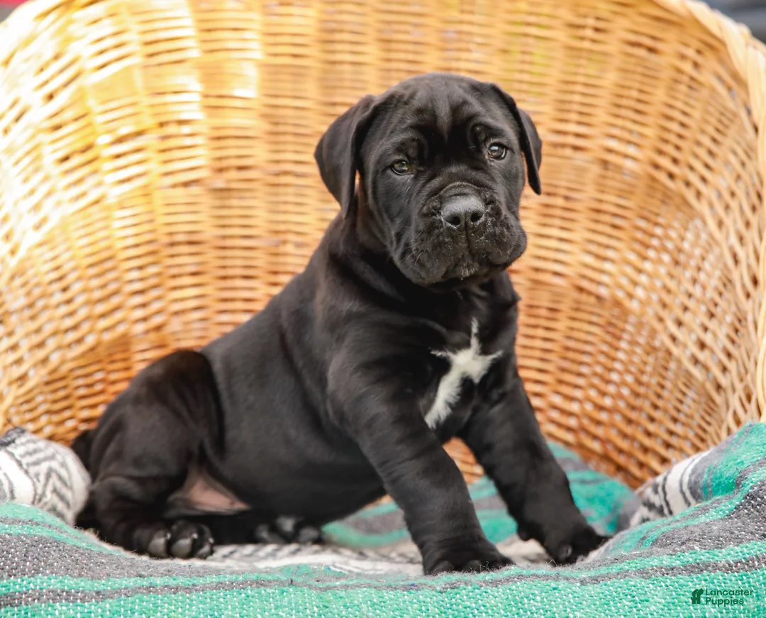 Cane Corso dogs for sale: Jett (Champion Bloodline) - Ad 2