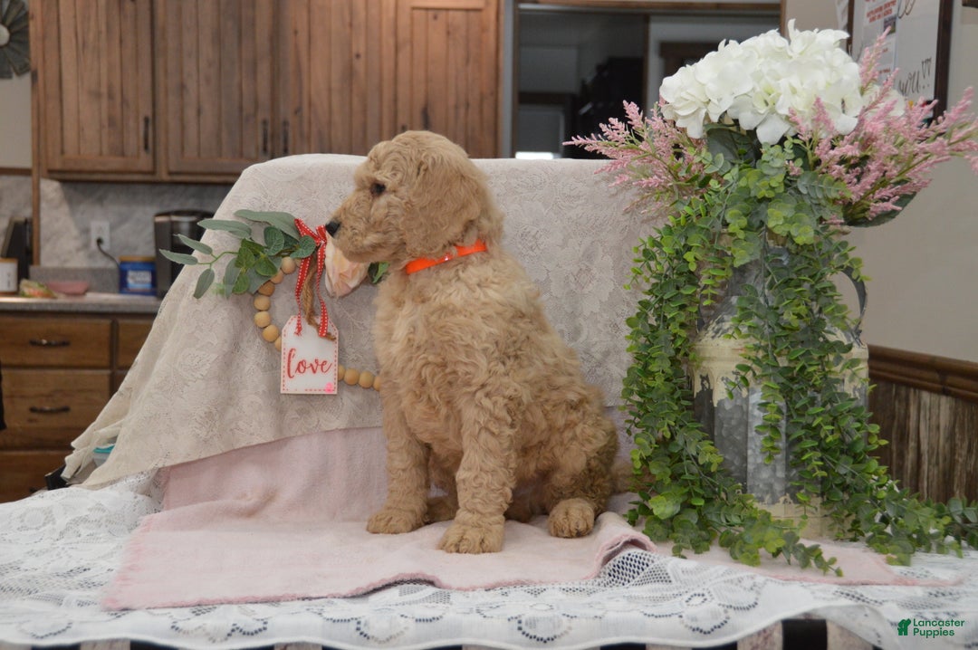 Goldendoodle dogs for sale: Rex - Ad 6