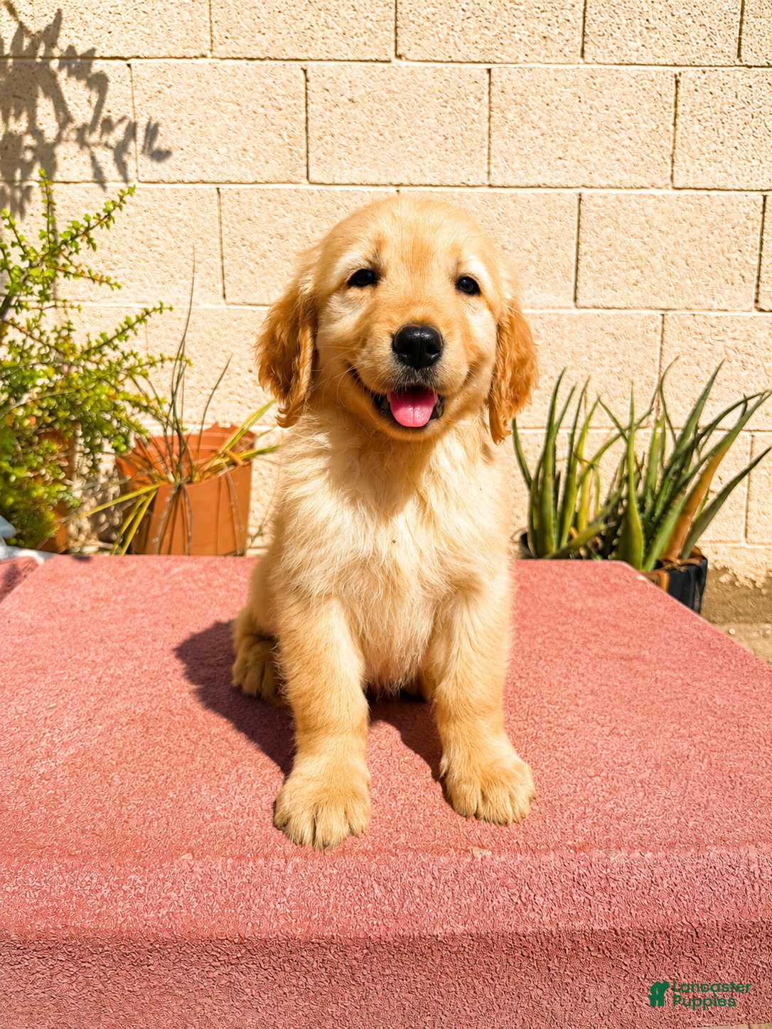 Golden Retriever dogs Golden Retriever 4 - Ad 1
