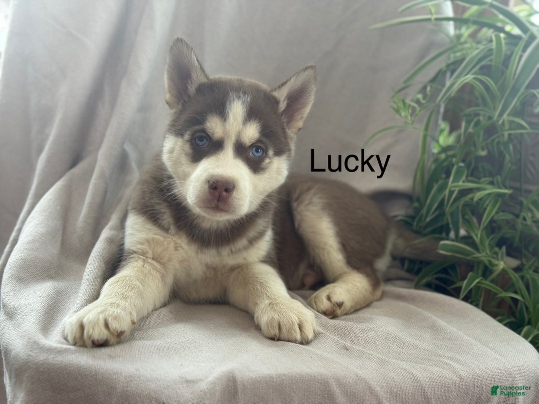 Siberian Husky dogs for sale: Lucky - Ad 6