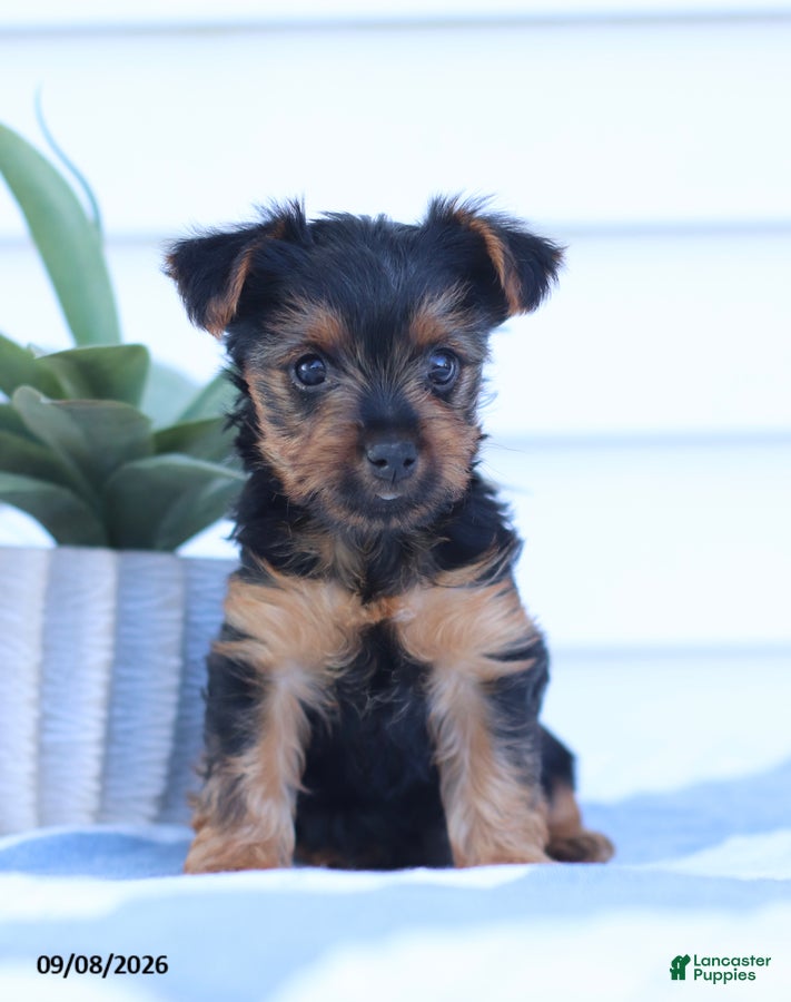 Yorkshire Terrier dogs Snuggles - Ad 1