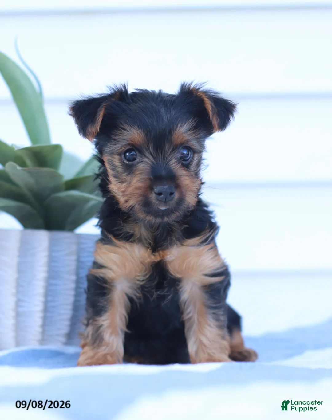 Yorkshire Terrier dogs for sale: Snuggles - Ad 1