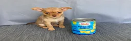 Chihuahua dogs for sale: Ruby - Ad 3